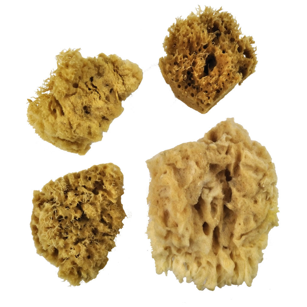 Royal Brush - Sea Wool Sponges 4pk